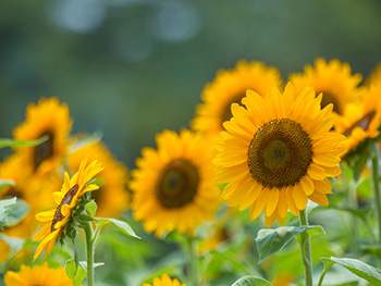August in Birmingham News Image 350x263 - Sunflowers