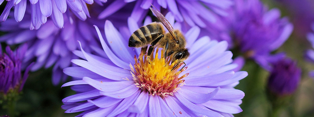 Bee on flower
