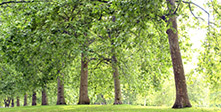 Environment and Sustainability