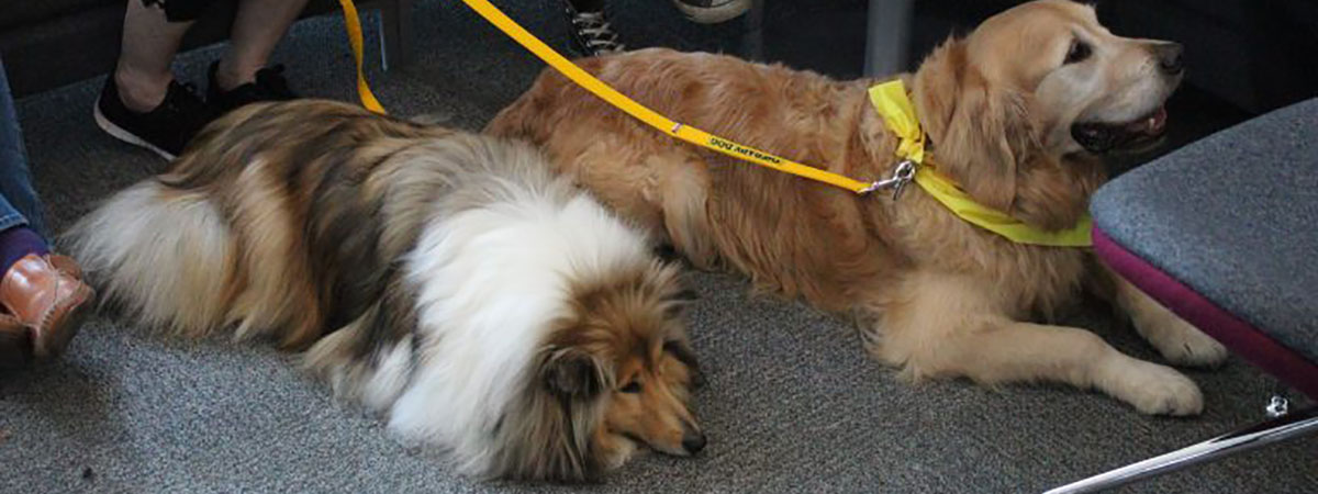 De-stress with dogs blog primary