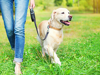 Labrador in park BLSS Dog Park News Image 350x263 - Labrador in park