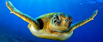 Centre for American Legal Studies Environmental Regulation Quad Image 341x140 - Turtle swimming