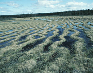 A peat bog: UK Peatland Code to be launched by Environment Minister