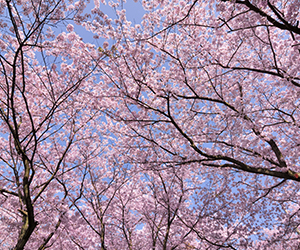 May in Birmingham Image 300x250 - Cherry Blossom Trees