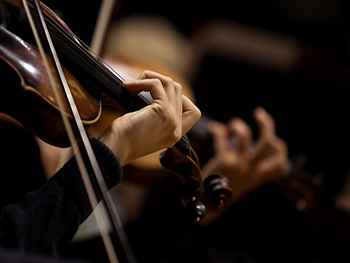 Violin Violin news